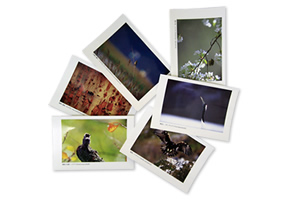 6cards